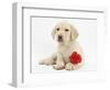 Yellow Labrador Retriever Bitch Puppy, 10 Weeks, Lying with a Red Rose-Mark Taylor-Framed Photographic Print