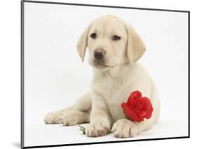 Yellow Labrador Retriever Bitch Puppy, 10 Weeks, Lying with a Red Rose-Mark Taylor-Mounted Photographic Print