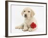 Yellow Labrador Retriever Bitch Puppy, 10 Weeks, Lying with a Red Rose-Mark Taylor-Framed Photographic Print