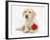 Yellow Labrador Retriever Bitch Puppy, 10 Weeks, Lying with a Red Rose-Mark Taylor-Framed Photographic Print