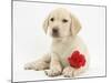 Yellow Labrador Retriever Bitch Puppy, 10 Weeks, Lying with a Red Rose-Mark Taylor-Mounted Photographic Print