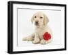 Yellow Labrador Retriever Bitch Puppy, 10 Weeks, Lying with a Red Rose-Mark Taylor-Framed Photographic Print