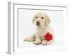 Yellow Labrador Retriever Bitch Puppy, 10 Weeks, Lying with a Red Rose-Mark Taylor-Framed Photographic Print