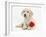 Yellow Labrador Retriever Bitch Puppy, 10 Weeks, Lying with a Red Rose-Mark Taylor-Framed Photographic Print