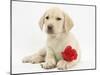 Yellow Labrador Retriever Bitch Puppy, 10 Weeks, Lying with a Red Rose-Mark Taylor-Mounted Photographic Print