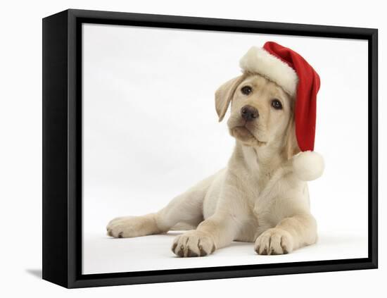 Yellow Labrador Retriever Bitch Puppy, 10 Weeks, Wearing a Father Christmas Hat-Mark Taylor-Framed Stretched Canvas