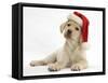 Yellow Labrador Retriever Bitch Puppy, 10 Weeks, Wearing a Father Christmas Hat-Mark Taylor-Framed Stretched Canvas