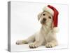 Yellow Labrador Retriever Bitch Puppy, 10 Weeks, Wearing a Father Christmas Hat-Mark Taylor-Stretched Canvas