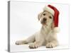 Yellow Labrador Retriever Bitch Puppy, 10 Weeks, Wearing a Father Christmas Hat-Mark Taylor-Stretched Canvas