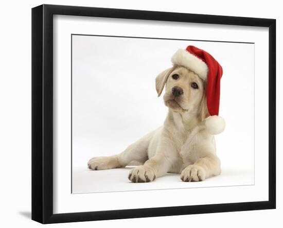 Yellow Labrador Retriever Bitch Puppy, 10 Weeks, Wearing a Father Christmas Hat-Mark Taylor-Framed Photographic Print