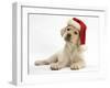 Yellow Labrador Retriever Bitch Puppy, 10 Weeks, Wearing a Father Christmas Hat-Mark Taylor-Framed Photographic Print