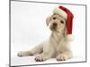 Yellow Labrador Retriever Bitch Puppy, 10 Weeks, Wearing a Father Christmas Hat-Mark Taylor-Mounted Photographic Print