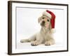 Yellow Labrador Retriever Bitch Puppy, 10 Weeks, Wearing a Father Christmas Hat-Mark Taylor-Framed Photographic Print