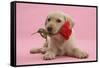 Yellow Labrador Retriever Bitch Puppy, 10 Weeks, with a Red Rose-Mark Taylor-Framed Stretched Canvas