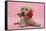 Yellow Labrador Retriever Bitch Puppy, 10 Weeks, with a Red Rose-Mark Taylor-Framed Stretched Canvas