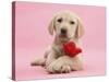 Yellow Labrador Retriever Bitch Puppy, 10 Weeks, with a Red Rose-Mark Taylor-Stretched Canvas