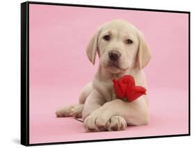 Yellow Labrador Retriever Bitch Puppy, 10 Weeks, with a Red Rose-Mark Taylor-Framed Stretched Canvas