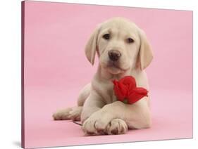 Yellow Labrador Retriever Bitch Puppy, 10 Weeks, with a Red Rose-Mark Taylor-Stretched Canvas