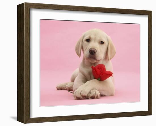 Yellow Labrador Retriever Bitch Puppy, 10 Weeks, with a Red Rose-Mark Taylor-Framed Premium Photographic Print