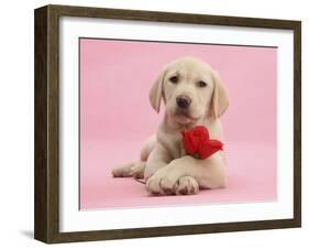 Yellow Labrador Retriever Bitch Puppy, 10 Weeks, with a Red Rose-Mark Taylor-Framed Premium Photographic Print