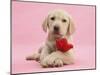 Yellow Labrador Retriever Bitch Puppy, 10 Weeks, with a Red Rose-Mark Taylor-Mounted Premium Photographic Print