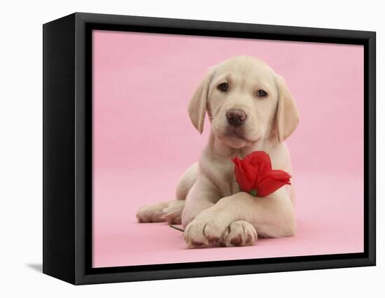 Yellow Labrador Retriever Bitch Puppy, 10 Weeks, with a Red Rose-Mark Taylor-Framed Stretched Canvas