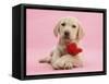 Yellow Labrador Retriever Bitch Puppy, 10 Weeks, with a Red Rose-Mark Taylor-Framed Stretched Canvas