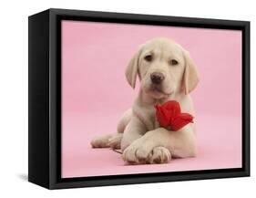 Yellow Labrador Retriever Bitch Puppy, 10 Weeks, with a Red Rose-Mark Taylor-Framed Stretched Canvas