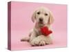 Yellow Labrador Retriever Bitch Puppy, 10 Weeks, with a Red Rose-Mark Taylor-Stretched Canvas