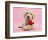 Yellow Labrador Retriever Bitch Puppy, 10 Weeks, with a Red Rose-Mark Taylor-Framed Photographic Print