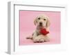 Yellow Labrador Retriever Bitch Puppy, 10 Weeks, with a Red Rose-Mark Taylor-Framed Photographic Print