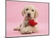 Yellow Labrador Retriever Bitch Puppy, 10 Weeks, with a Red Rose-Mark Taylor-Mounted Photographic Print