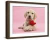 Yellow Labrador Retriever Bitch Puppy, 10 Weeks, with a Red Rose-Mark Taylor-Framed Photographic Print