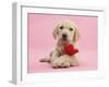 Yellow Labrador Retriever Bitch Puppy, 10 Weeks, with a Red Rose-Mark Taylor-Framed Photographic Print