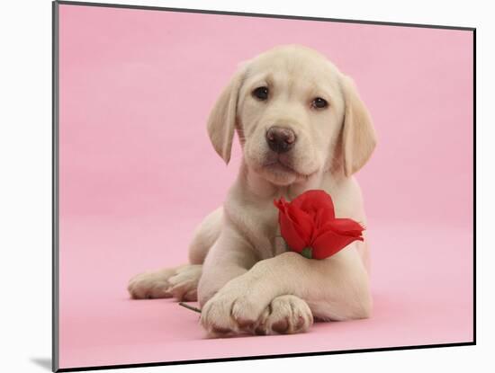 Yellow Labrador Retriever Bitch Puppy, 10 Weeks, with a Red Rose-Mark Taylor-Mounted Photographic Print