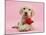 Yellow Labrador Retriever Bitch Puppy, 10 Weeks, with a Red Rose-Mark Taylor-Mounted Photographic Print