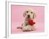 Yellow Labrador Retriever Bitch Puppy, 10 Weeks, with a Red Rose-Mark Taylor-Framed Photographic Print