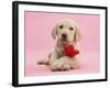 Yellow Labrador Retriever Bitch Puppy, 10 Weeks, with a Red Rose-Mark Taylor-Framed Photographic Print