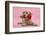 Yellow Labrador Retriever Bitch Puppy, 10 Weeks, with a Red Rose-Mark Taylor-Framed Photographic Print