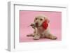 Yellow Labrador Retriever Bitch Puppy, 10 Weeks, with a Red Rose-Mark Taylor-Framed Photographic Print