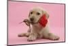 Yellow Labrador Retriever Bitch Puppy, 10 Weeks, with a Red Rose-Mark Taylor-Mounted Photographic Print