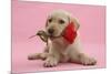 Yellow Labrador Retriever Bitch Puppy, 10 Weeks, with a Red Rose-Mark Taylor-Mounted Photographic Print