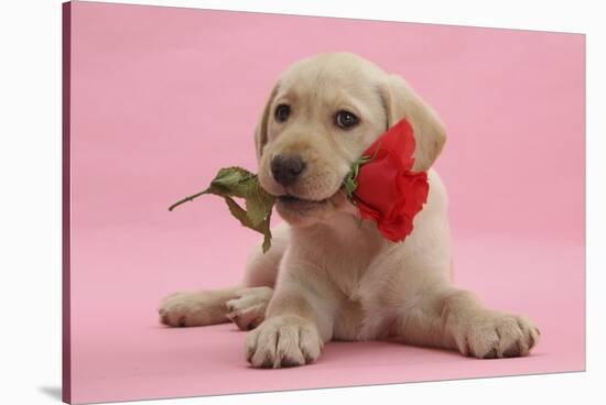 Yellow Labrador Retriever Bitch Puppy, 10 Weeks, with a Red Rose-Mark Taylor-Stretched Canvas