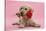 Yellow Labrador Retriever Bitch Puppy, 10 Weeks, with a Red Rose-Mark Taylor-Stretched Canvas