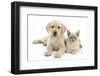 Yellow Labrador Retriever Bitch Puppy, 9 Weeks, and Young Burmese Cat-Mark Taylor-Framed Photographic Print