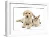 Yellow Labrador Retriever Bitch Puppy, 9 Weeks, and Young Burmese Cat-Mark Taylor-Framed Photographic Print