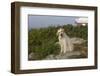 Yellow Labrador Retriever on Rock Near Old Pemaquid Light, Pemaquid, Maine, USA-Lynn M^ Stone-Framed Photographic Print