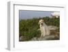 Yellow Labrador Retriever on Rock Near Old Pemaquid Light, Pemaquid, Maine, USA-Lynn M^ Stone-Framed Photographic Print