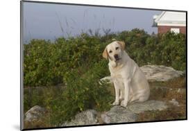 Yellow Labrador Retriever on Rock Near Old Pemaquid Light, Pemaquid, Maine, USA-Lynn M^ Stone-Mounted Photographic Print