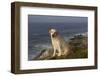 Yellow Labrador Retriever on Seashore Rocks, Foggy Morning, Pemaquid, Maine, USA-Lynn M^ Stone-Framed Photographic Print